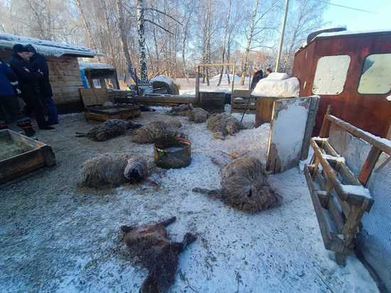 В Барнауле обнаружили туши 28 мертвых овец
