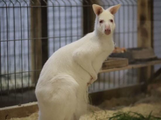 Кенгуру-альбинос появился на зооферме в Дмитрове