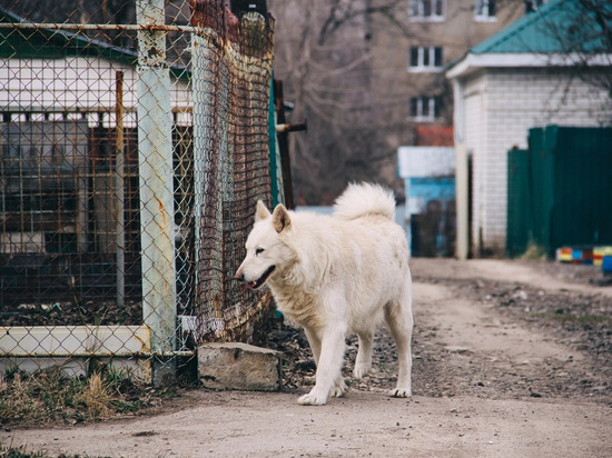 На площади Мичурина в Рязани стая собак напала на женщину