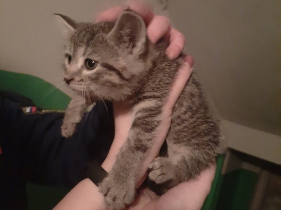 В Рязани спасатели три часа вызволяли котёнка из вентиляционной шахты