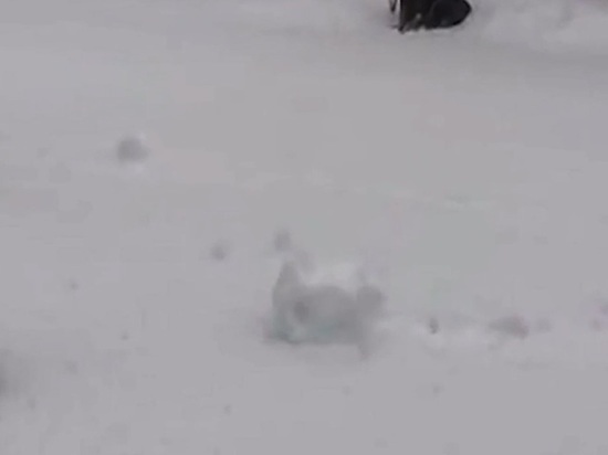 В Петербурге заметили «самособирающихся снеговиков»