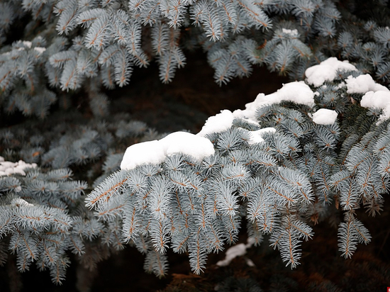 Мороз до -11 градусов ожидается в Псковской области ночью 12 февраля