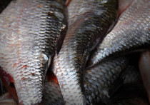 Недавно Новгородская область отправила 27,6 тонн рыбы в Германию
