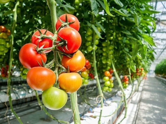 Власти ДНР планируют расширить тепличные хозяйства