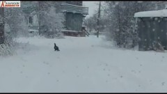 Глухарь прогулялся по улицам села Нелемное в Якутии