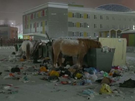 Лошади разворошили мусорные баки в 203-м микрорайоне Якутска