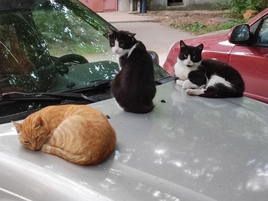 Зоозащитники спасли более десятка кошек, едва не погибших при сносе гаражей на Академика Константинова