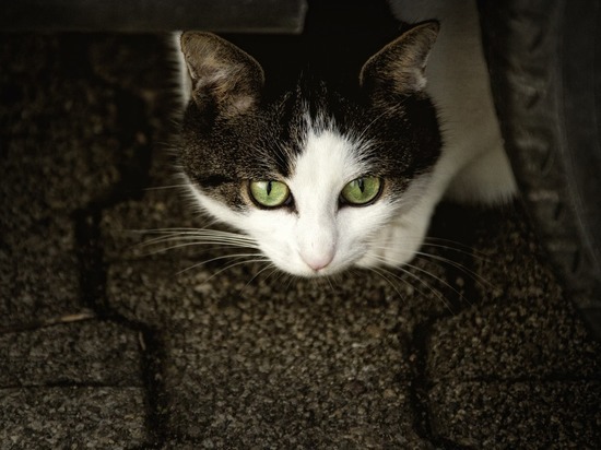Зооактивисты спасли жизнь кошкам при сносе гаражного кооператива в Петербурге