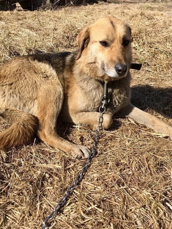 Собаке Паутинке ищут хозяев в Гдовском районе
