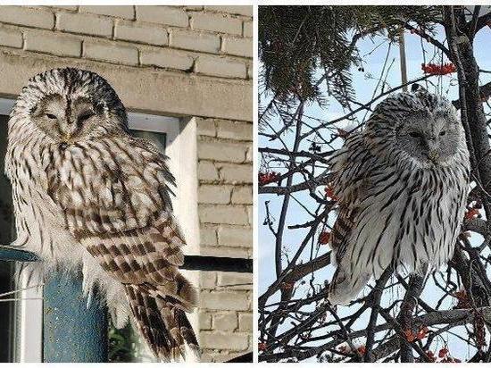 На Затулинке в Новосибирске заметили длиннохвостую неясыть