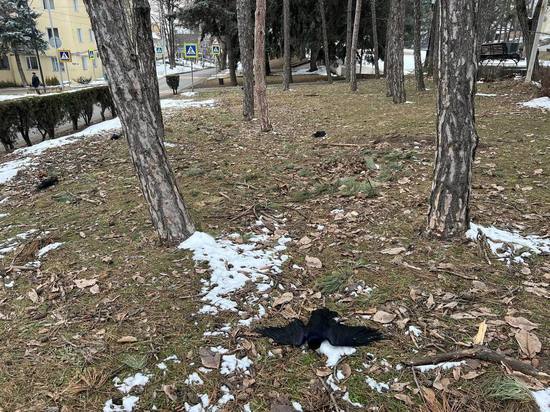 Мэр Пятигорска подтвердил информацию о десятках мертвых ворон
