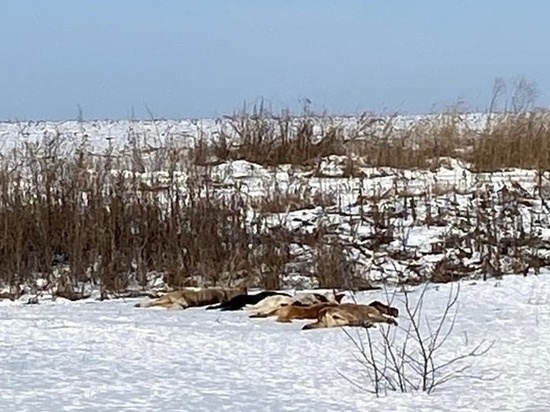 В Липецкой области нашли пять застреленных собак