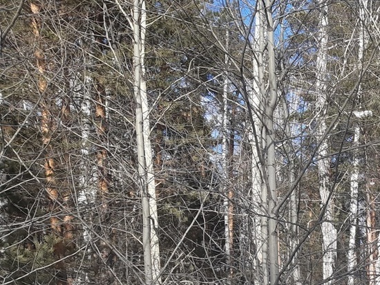 Жители Первоуральска нашли растерзанной местную любимицу – собачку Боню