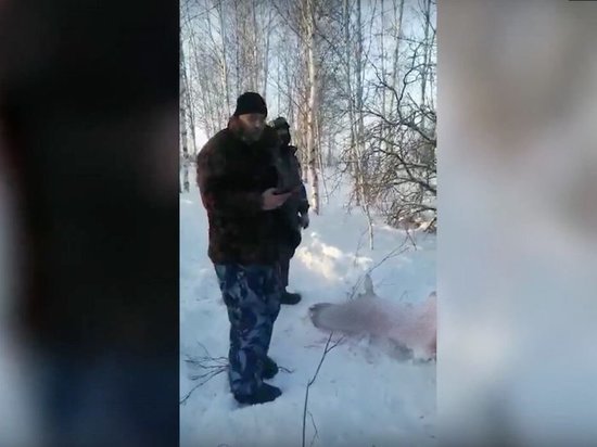 Браконьеры убили беременную лосиху и её детёныша под Красноярском