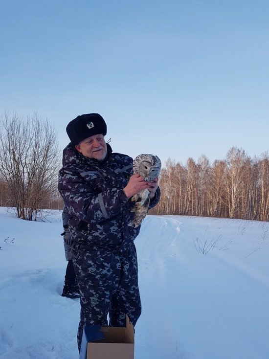 В Ачинске спасённую местными жителями сову выпустили на волю после лечения