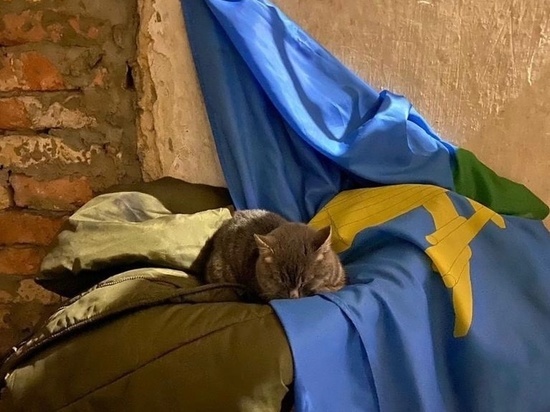 «Победа под мурчание и молитвы»: кот из ямальского батальона трудится в столовой в зоне СВО