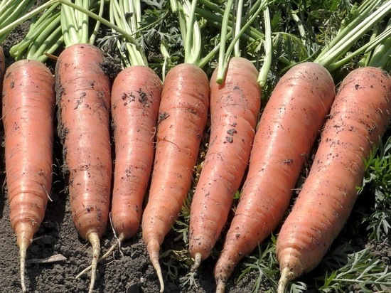 Волгоградские медики рассказали о пользе моркови для сосудов и сердца