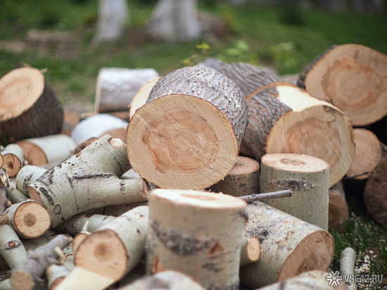 Кузбассовец незаконно вырубил деревья на сумму более двух миллионов рублей