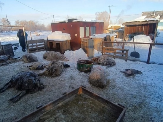 Стала известна причина гибели стада овец в Барнауле