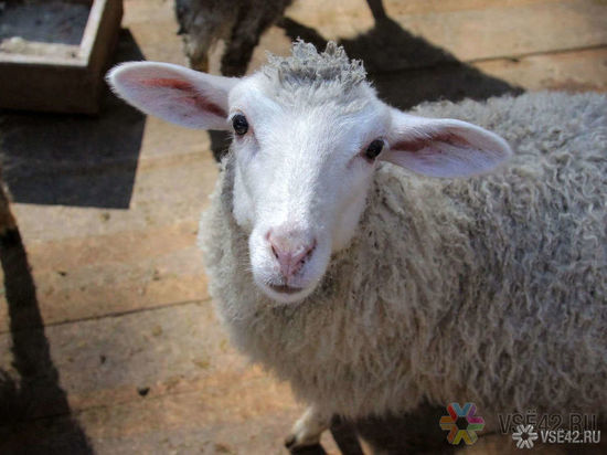 Кемеровчанка лишилась денег в попытке приобрести овечьи шкуры