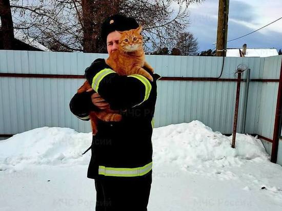 Спасатель вызволил упитанную кошку, застрявшую между ступенями в Сосновом Бору