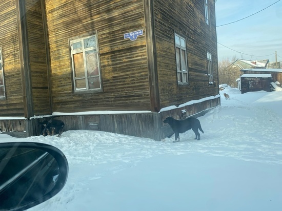 Стая собак держит в страхе жителей окраины Архангельска