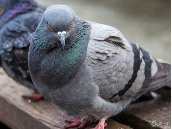 В Кузбассе станция по борьбе с болезнями животных проводит проверку по факту массовой гибели голубей