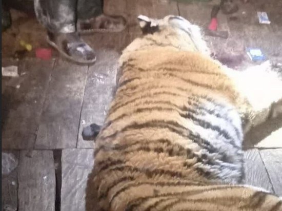 Голодный тигр снова напал на охотника в зимовье