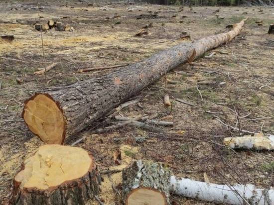 В Омской области инженера лесхоза будут судить за незаконную рубку