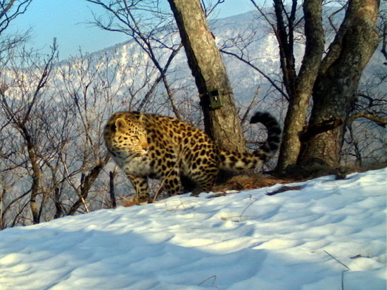 Влюбленных леопардов сняли на видео в национальном заповеднике «Земля леопарда»