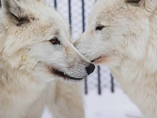 В честь Дня влюбленных в красноярском зоопарке выберут лучшую пару животных