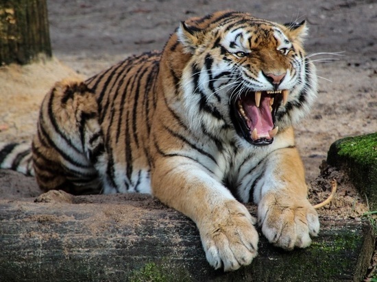 В Приморье назвали причину выхода тигров к населенным пунктам