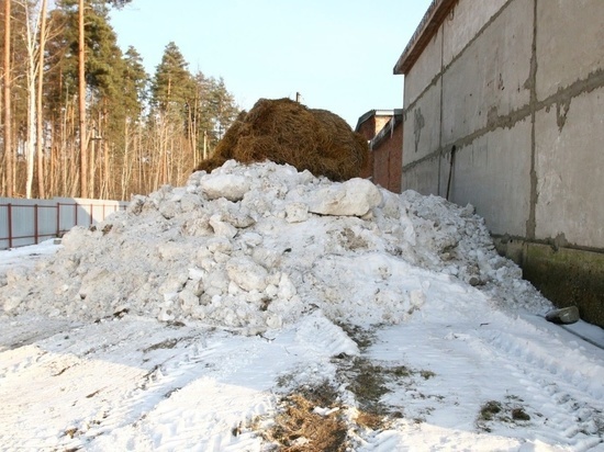 Тамбовские лесхозы заготавливают снег для обустройства холодильников для семян и посадочного материала