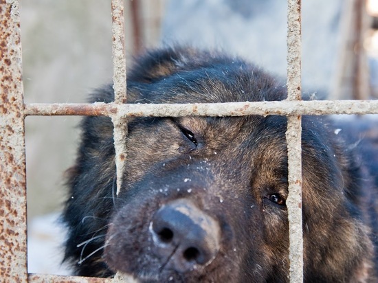 Депутаты призывают наказать виновных в гибели собак в астраханском приюте
