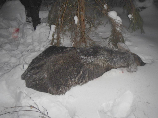 Охотника, незаконно добывшего лосенка, задержали в Вологодской области