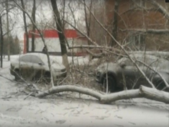 В Таганроге из-за непогоды тополь упал на припаркованные во дворе дома машины