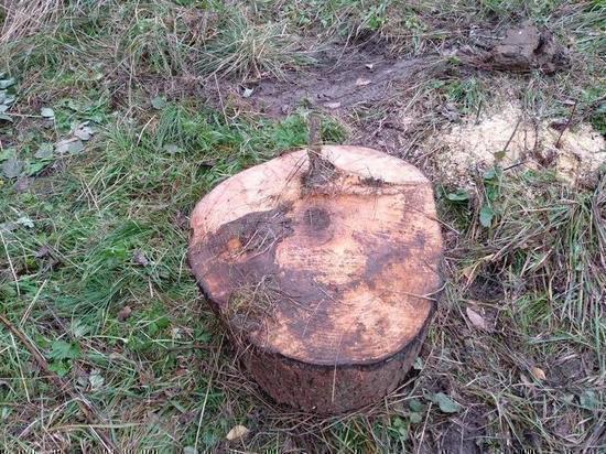 Во Владимирской области незаконно вырубили 65 деревьев