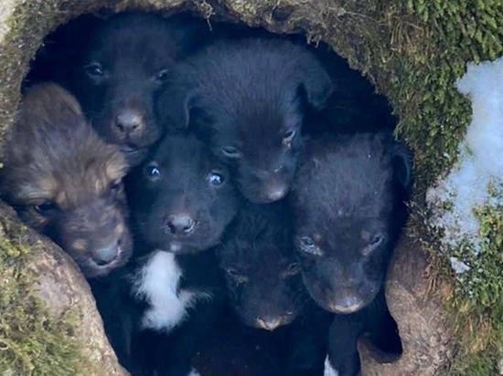 Из дупла дерева в Железноводске спасли 12 щенят