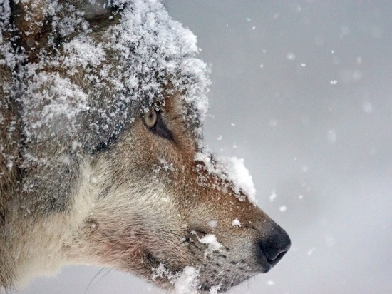 Охотники добыли 5 волков в Прионежском районе Карелии