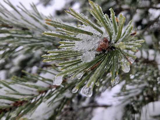 15 февраля в Рязанской области ожидается небольшой снег и до -6 градусов