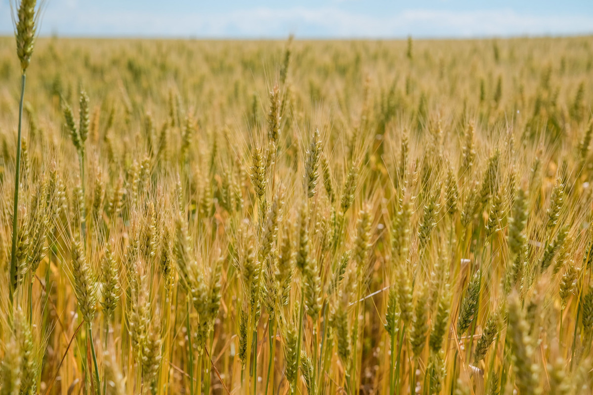 Yellow rust in wheat фото 72