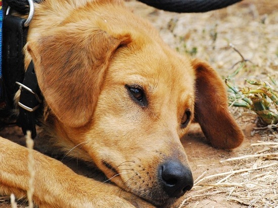Приюту в Шебекинском округе рекомендовали распустить собак