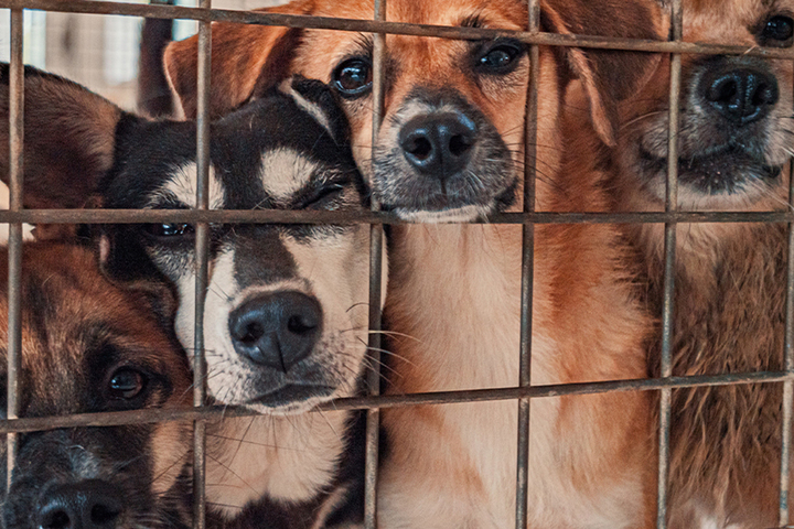 Кинологи прокомментировали законопроект о пожизненном содержании бездомных собак