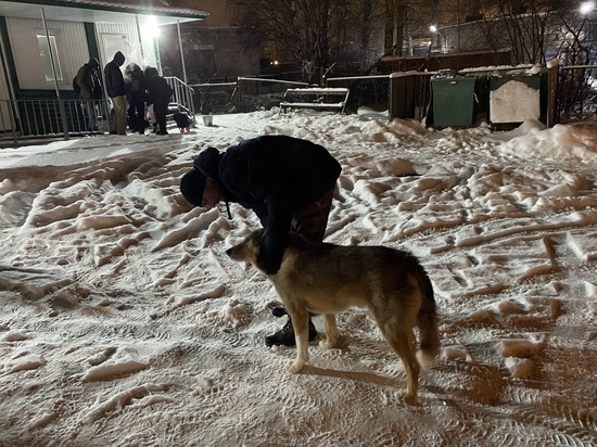 В Мурмашах оборудуют место для выгула собак по требованию прокуратуры