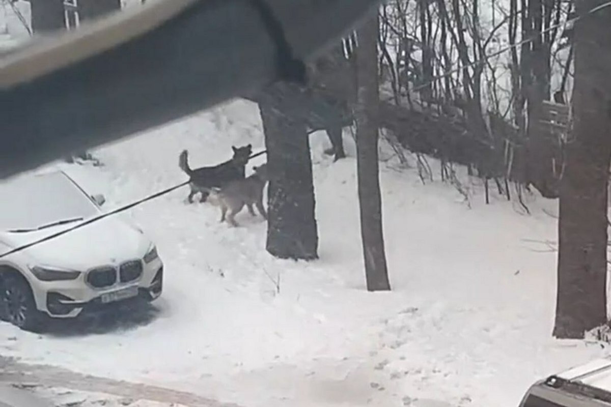 Стая собак на севере. Стая собак на улице. Собаки нападают на девушку. Собака нападает на прохожих. Собаки нападают на прохожих.