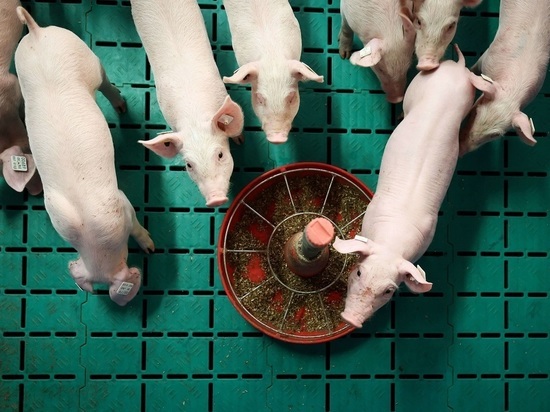 Биолог Журавлева объяснила бесперспективность выращивания донорских органов в свиньях
