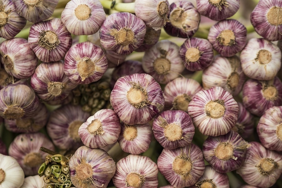 Nutritionist Solomatina explained the effect of garlic on the brain