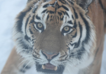 В Хабаровском крае случилось очередное ЧП с амурским тигром