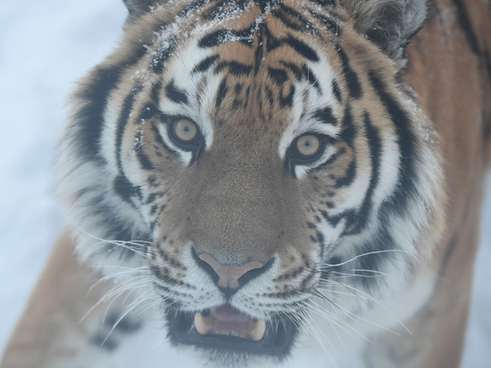 Биолог усомнился в версии нападения тигра на охотника через закрытое окно