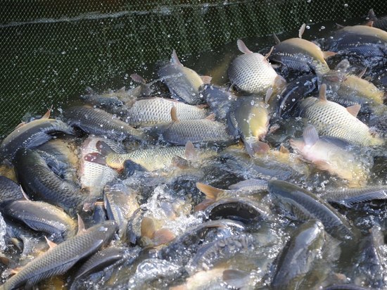 Хороший прогноз на паводок вряд ли спасет рыболовный сезон в Астраханской области